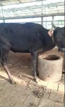 sapi potong ekonomisan 200kiloan siap nazar sedekah ramadhan idulfitri