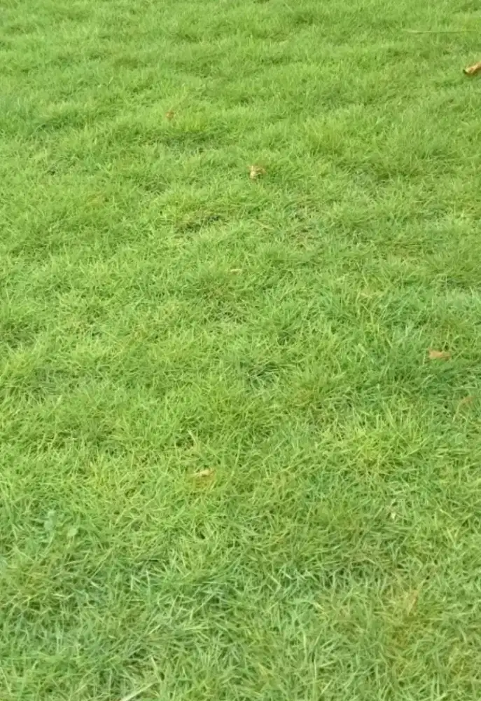 Rumput Swiss Hidup Hijau, Pembuatan Taman, Pasang Rumput