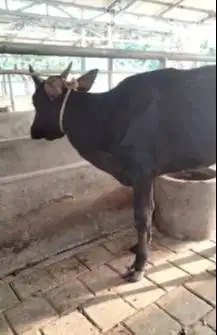 sapi qurban ekonomisan murmer 250kiloan siap iedul adha 2026 jamin top