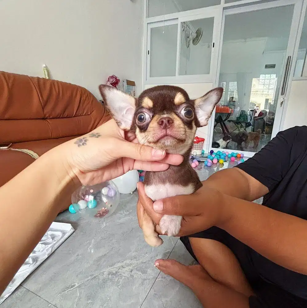 Dijual anjing chihuahua