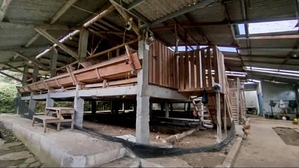 Villa Bonus kandang kambing kapasitas 250 ekor dan kandang ayam umbara