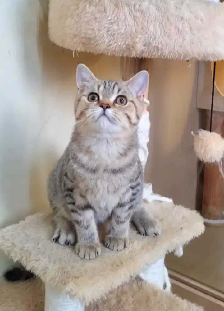 Scottish Fold (kitten)