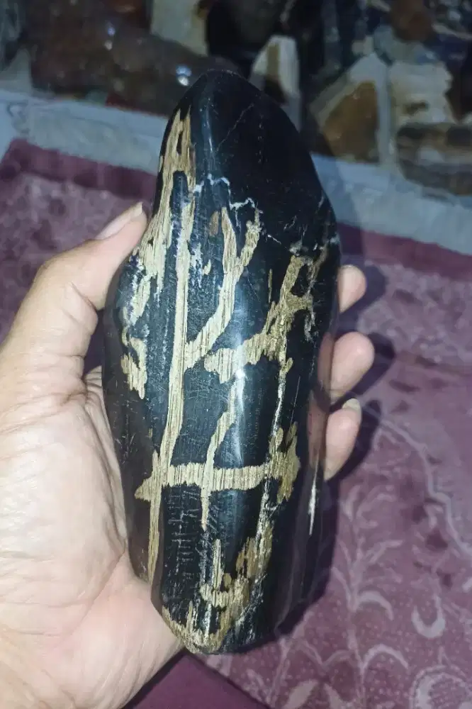 Pajangan Poles Fosil Kelor Tapak Jalak & Kendit