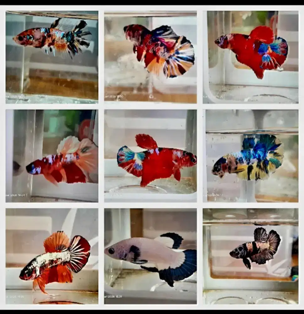 Cupang dan perlengkapan nya