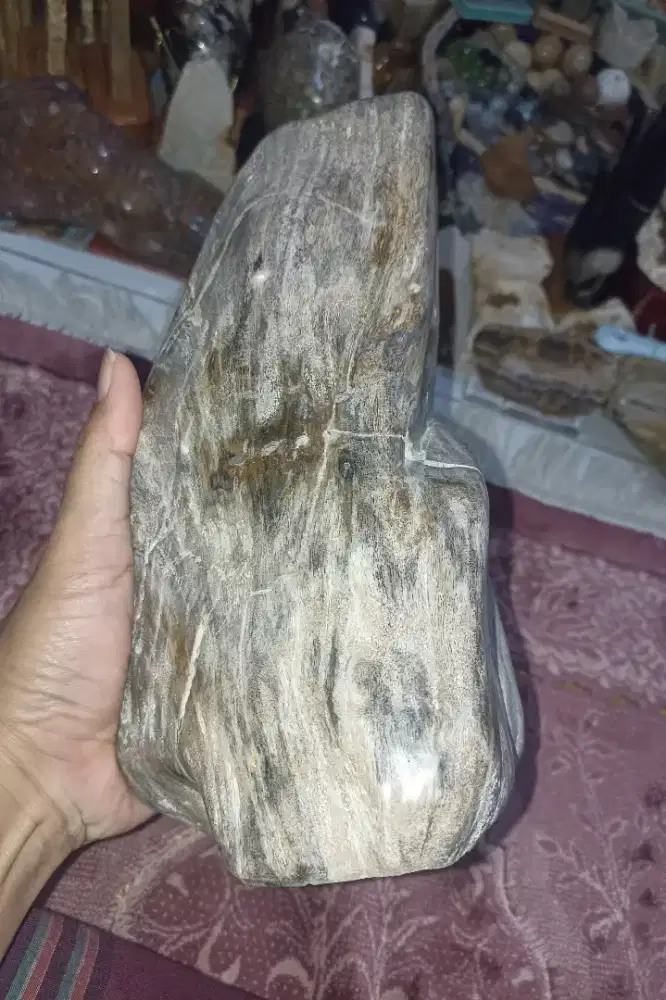 Pajangan Poles Fosil Kelor 25Cm ±7Kg