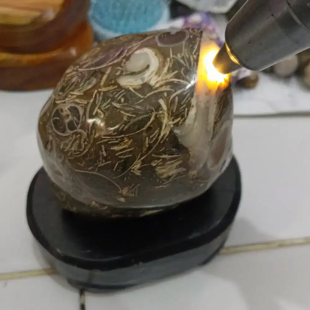 Pajangam Poles Fosil Keong & Kerang