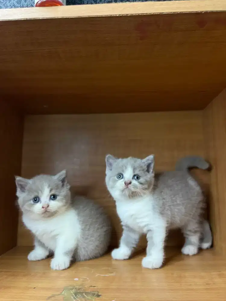 Kucing british shorthair bsh