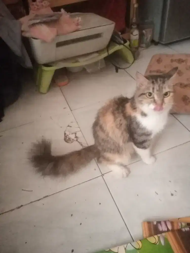 Lepas adopsi kucing persia