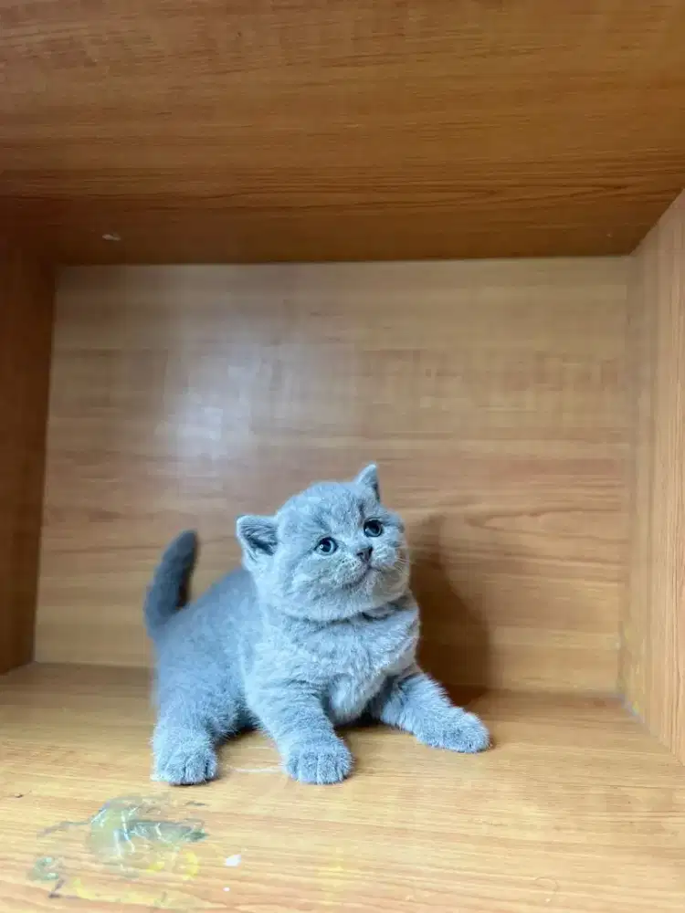 Kucing british shorthair bsh blue