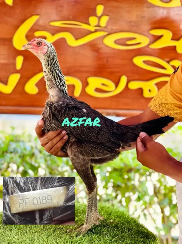 Birma / Pama Meesuwan Import