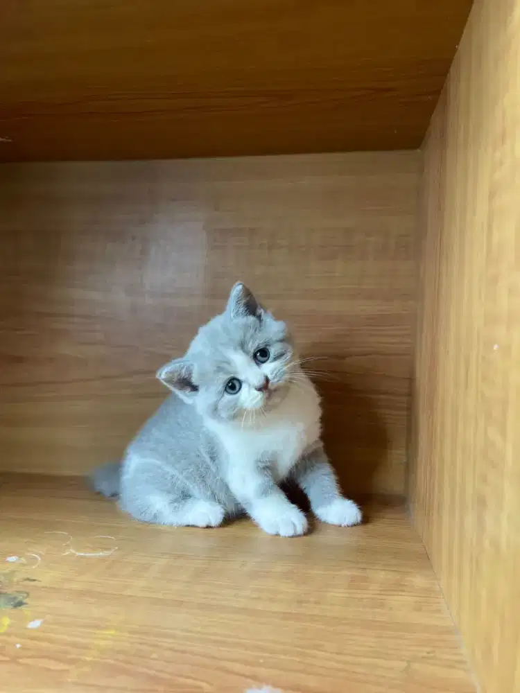 Kucing british shorthair betina, lilac bico bsh