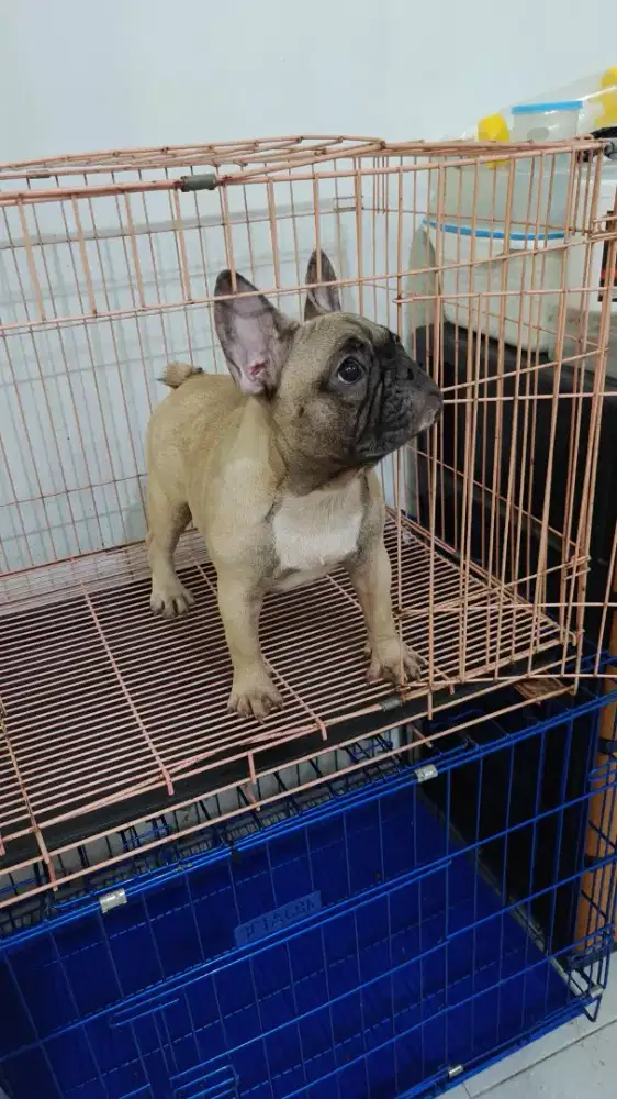 Anjing French Buldog