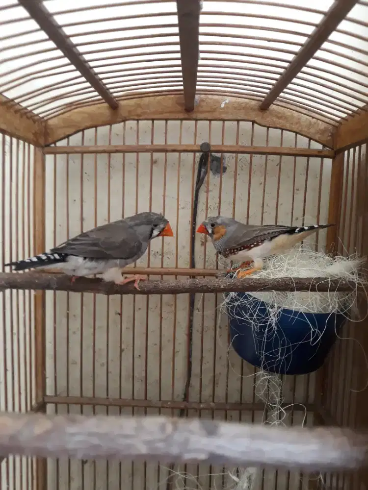 Zebra Finch Jambul Sepasang Jarang Ada