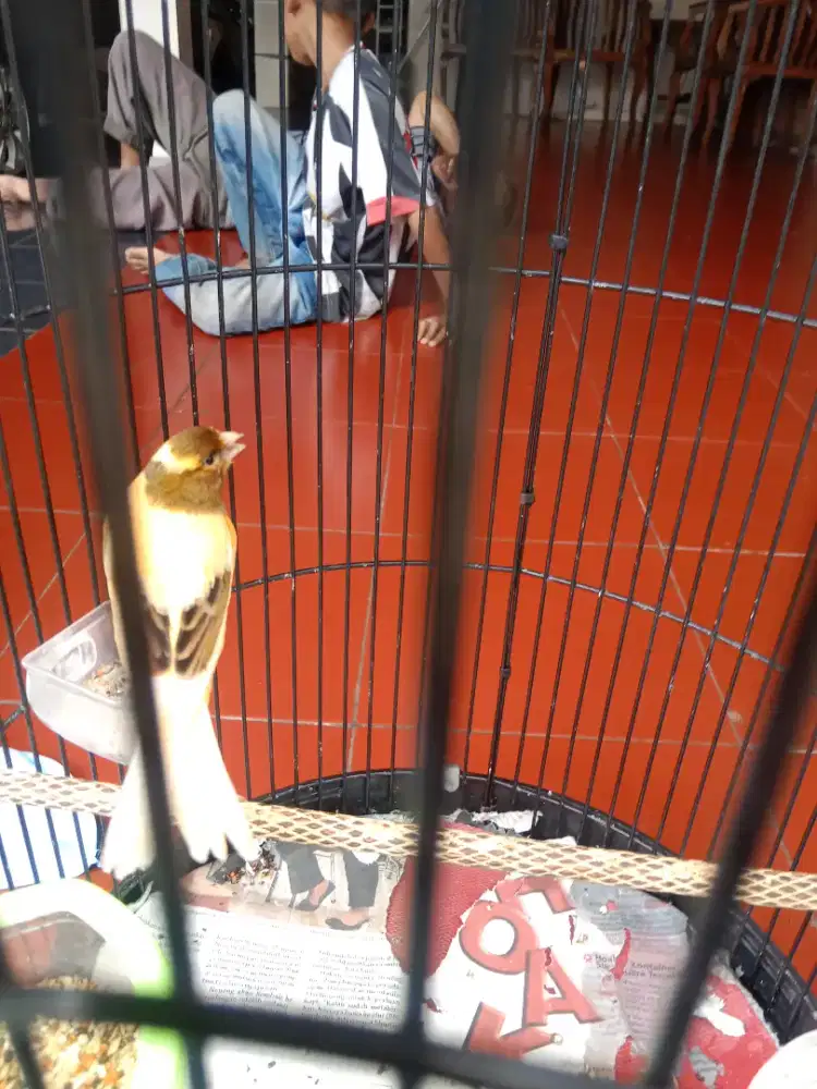 Burung kenari AF gacoran pagi, siang dan malam