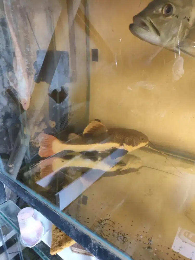 Ikan jumbo jumbo rtc arwana p bass predator