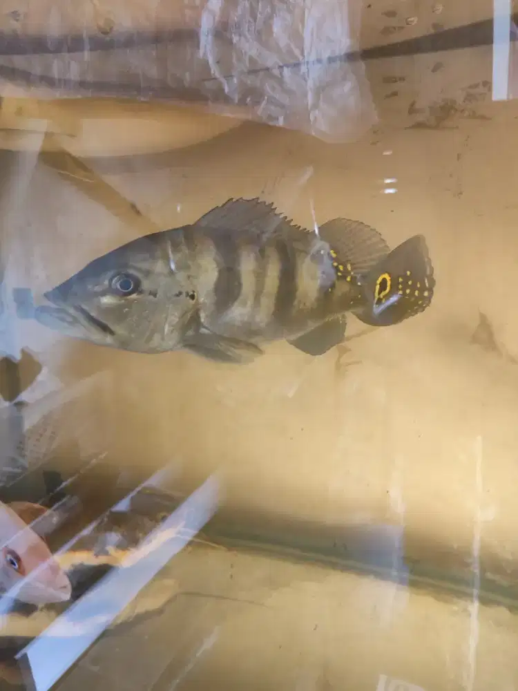 Ikan jumbo jumbo arwana p bass predator