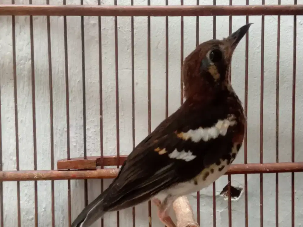 Anis kembang ring jantan gacor pagi siang malam plong