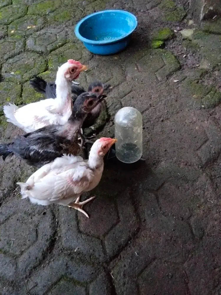 Ayam Pelung Super Jumbo Asli
