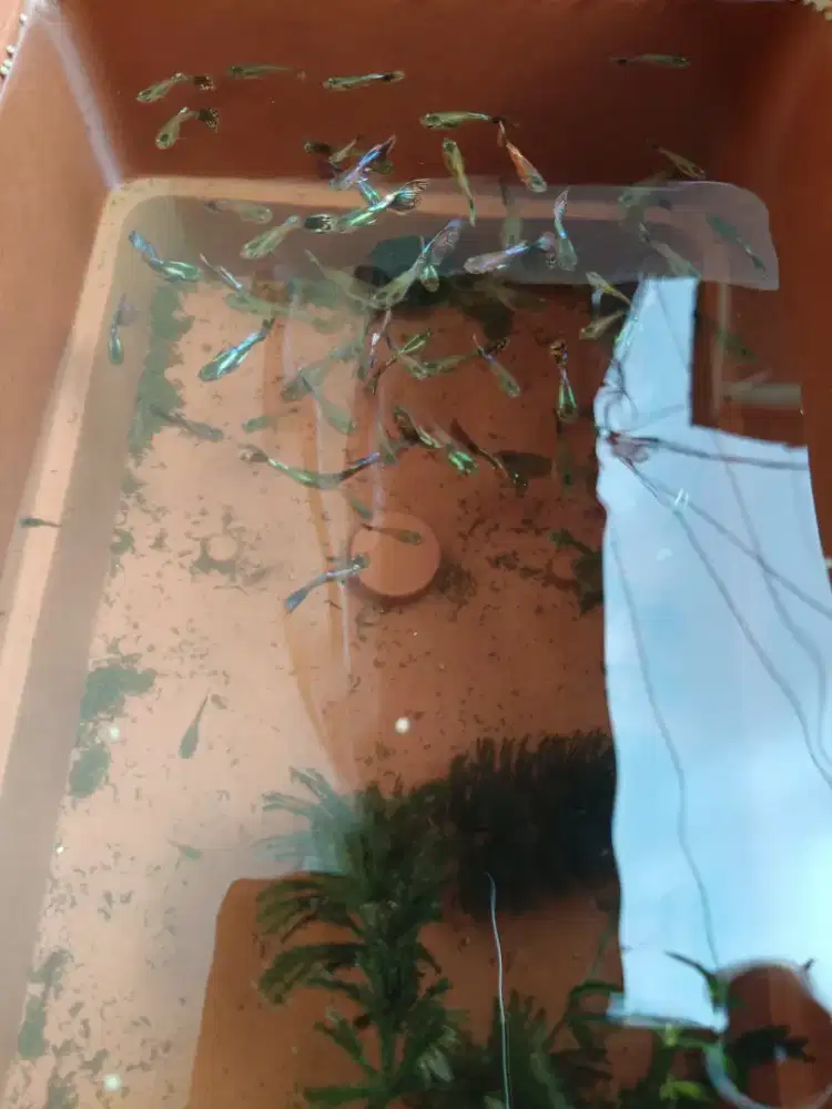Jual Ikan Guppy