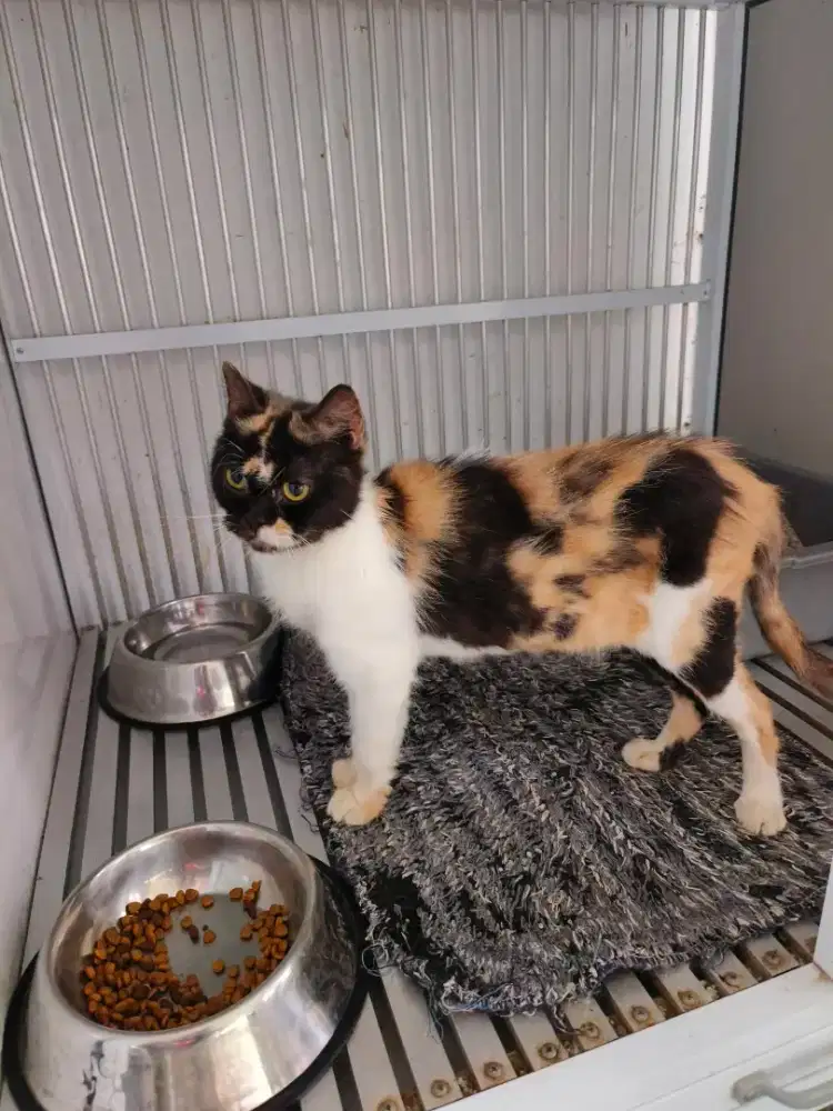 2 kucing Scottish ganti pakan aja