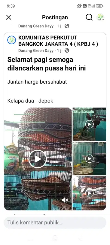 Burung Perkutut Bangkok