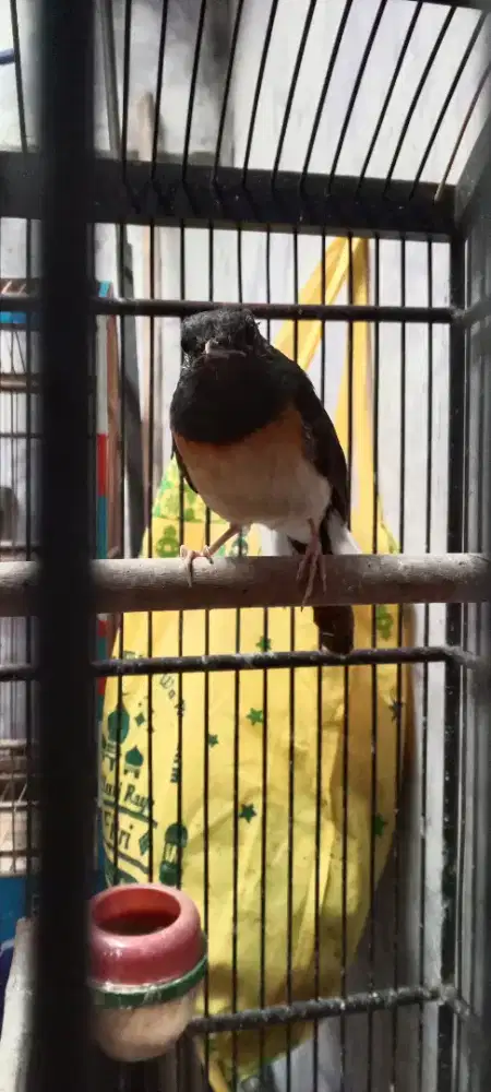 Murai batu betina dokor