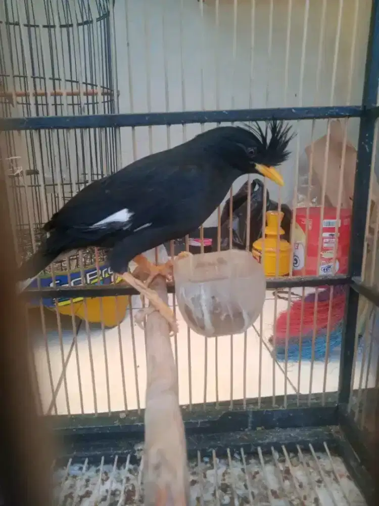 Jalak thailand mulus