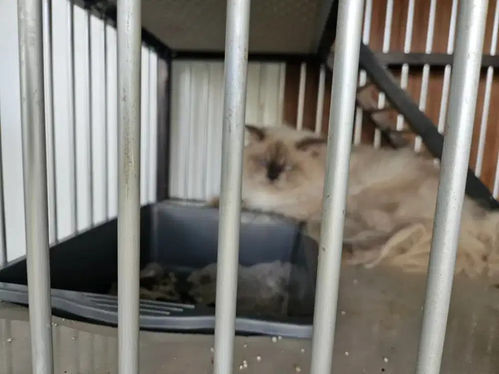 Lapas adop kucing himalaya