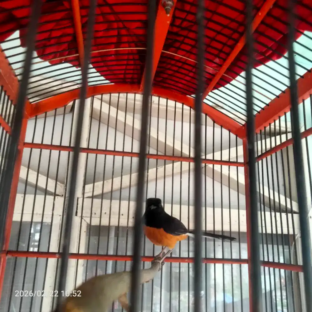 burung murai jantan prosfek