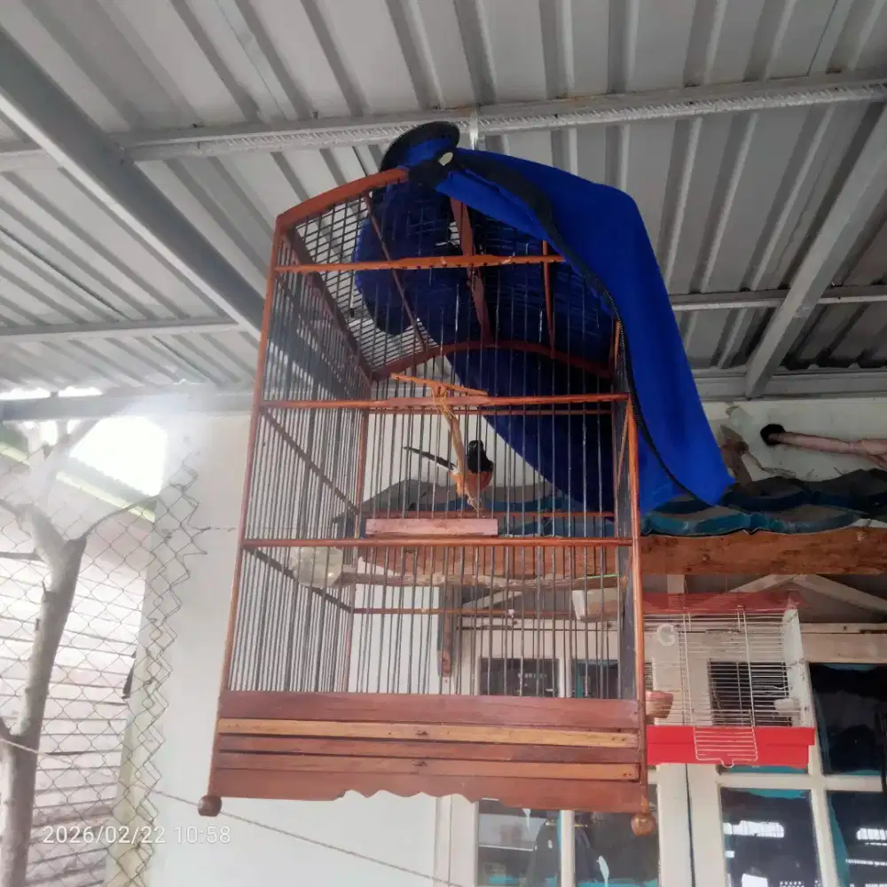 burung murai jantan mapan