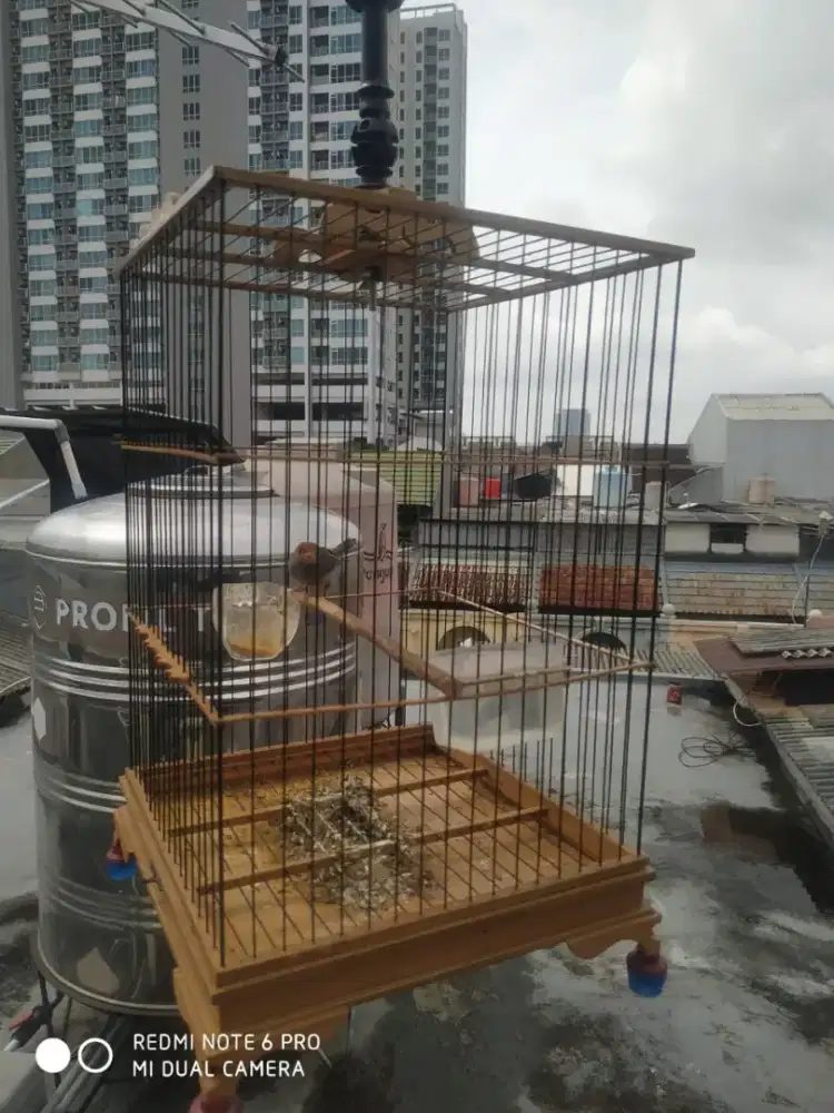 Burung prenjak CW udah fur total sudah bunyi masteran