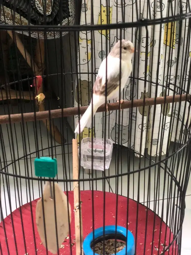 Di jual, burung kenari af panda istimewa