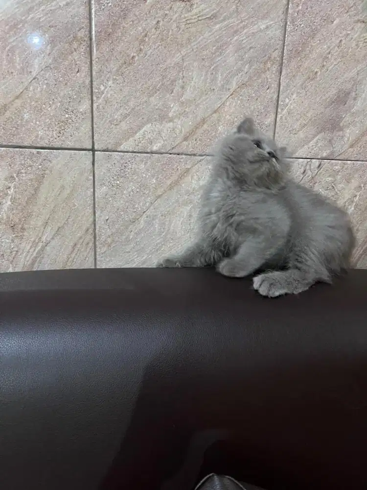 Beritish Long Hair ( BLH)