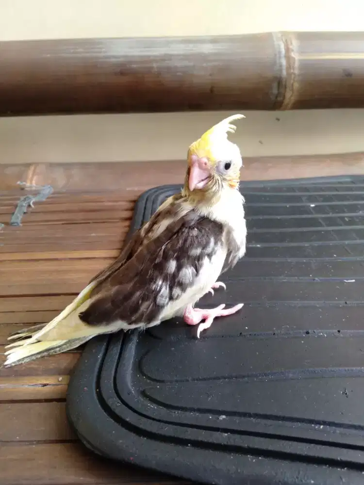 Burung falk Australia