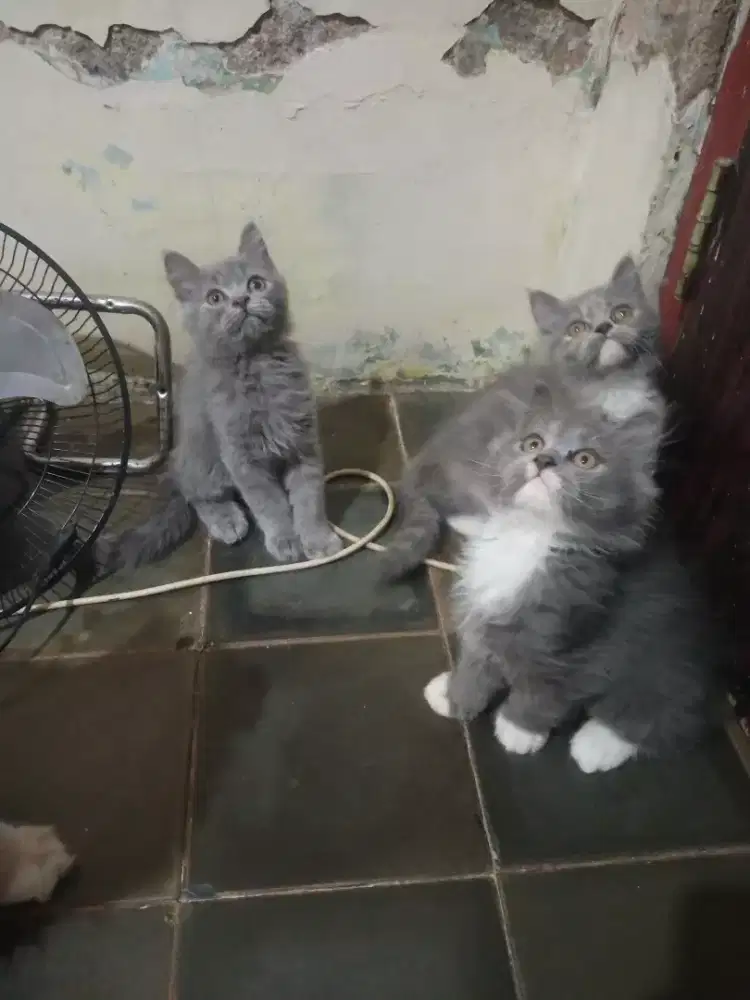 KITTEN PERSIA BETINA DAN JANTAN