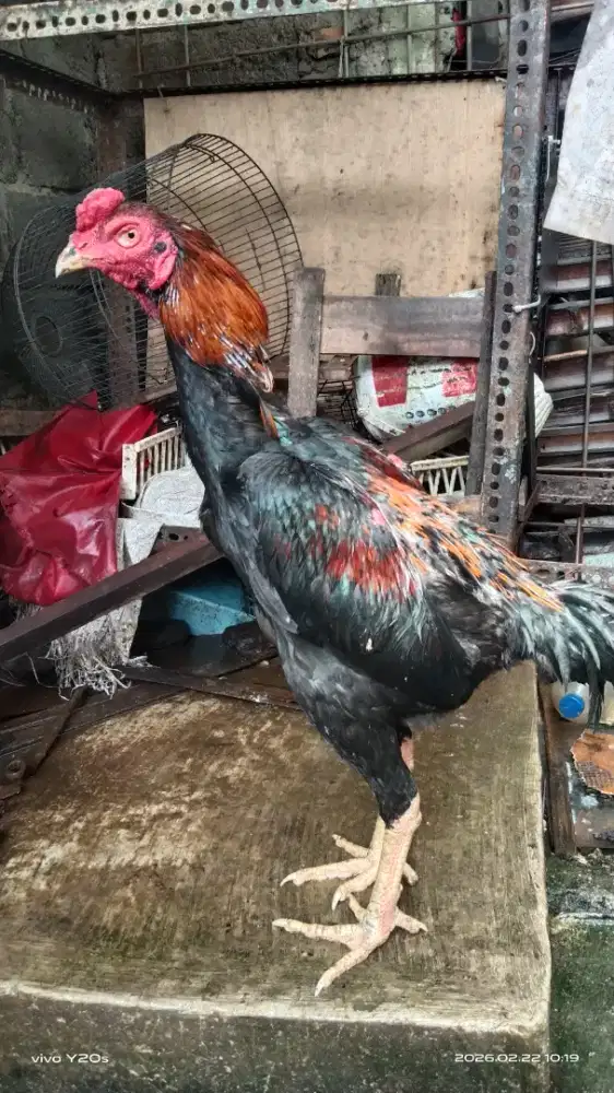 Ayam bangkok muda joss