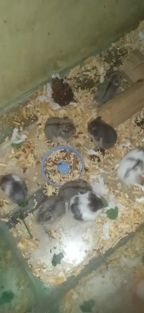 Hamster baby umur 1 bulan
