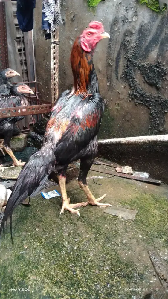 Ayam bangkok bagus