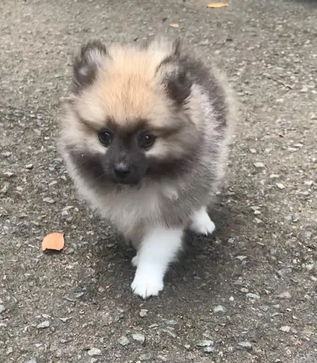 Minipom Jantan Usia 2 Bulan Party Color.