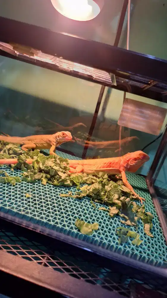 Red Albino & Red Hypo