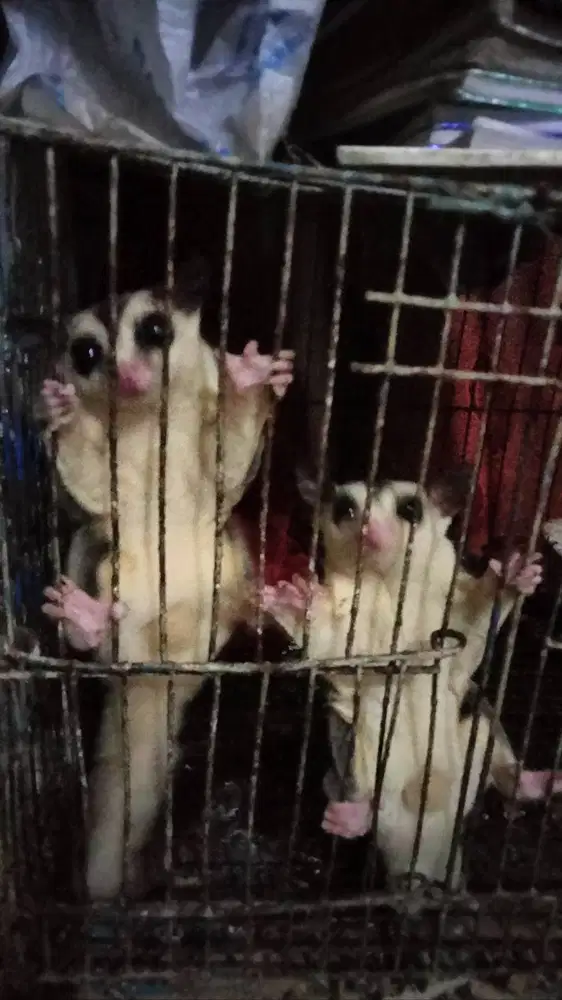 Barter Gan Ada 2 Sugar Glider Jinak
