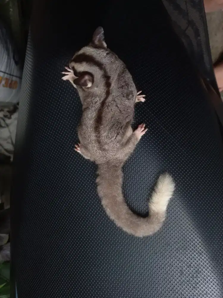 Sugar glider Mozaik