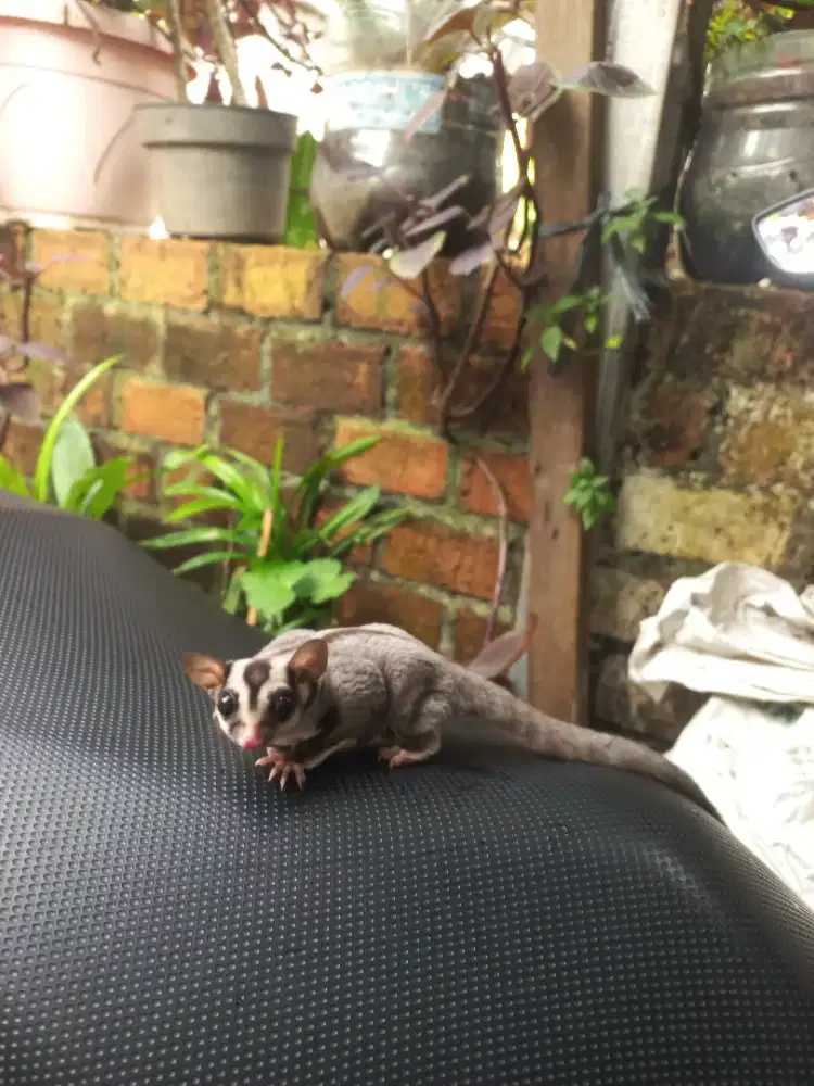 Sugar glider clasik grey