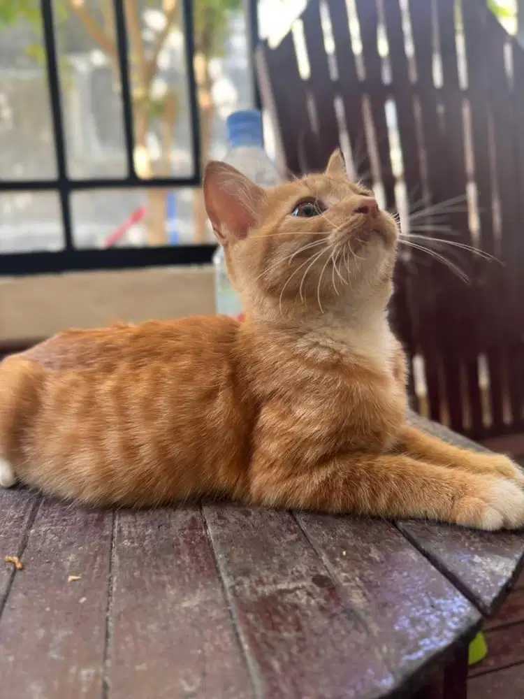 Lepas adop kucing 4 bulan