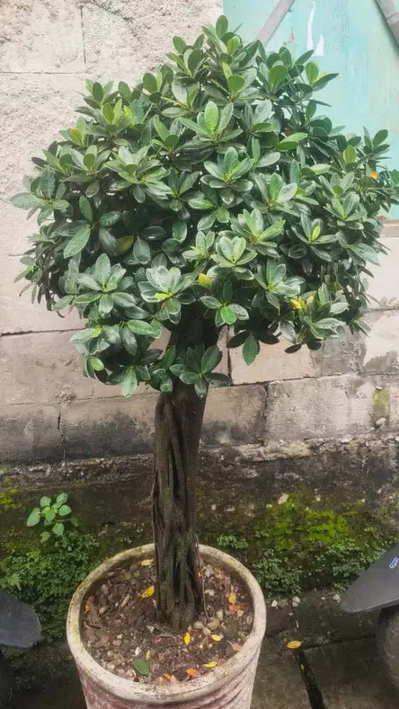 Dijual pohon beringin korea