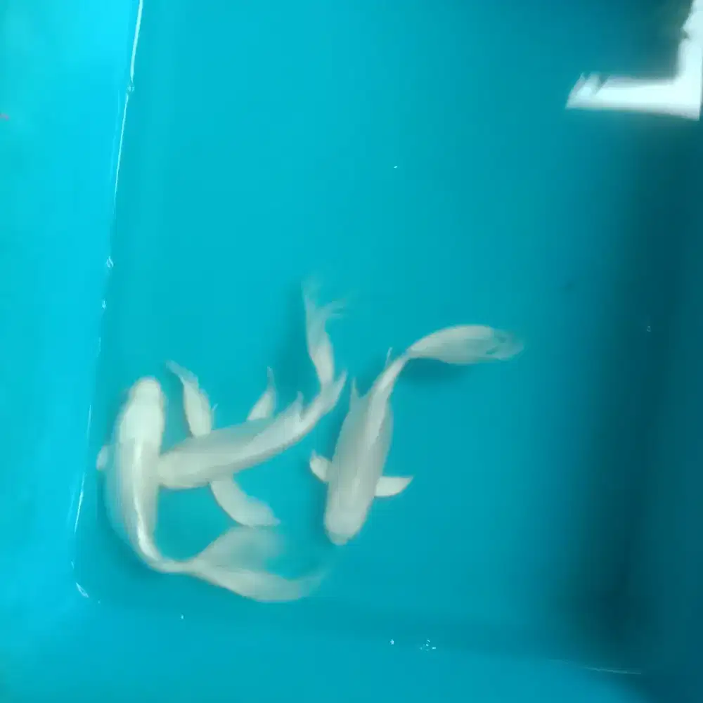 Koi kumpay slayer patinum