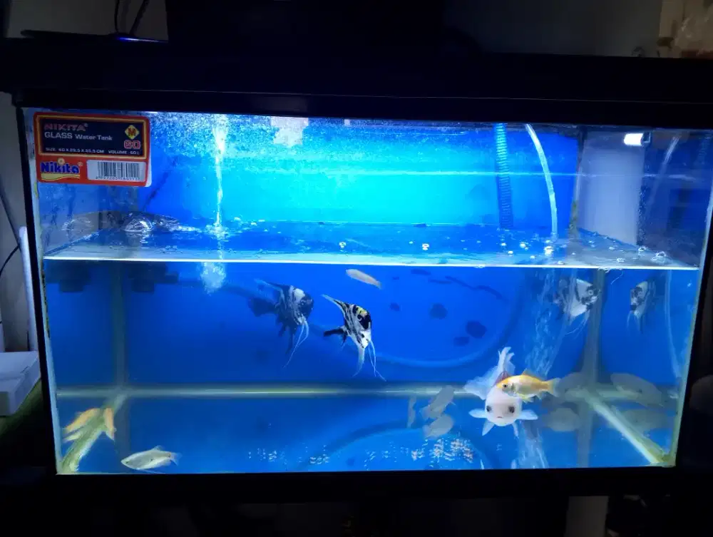 Jual aquarium satu set, rak, ikan, filter, gelembung udara