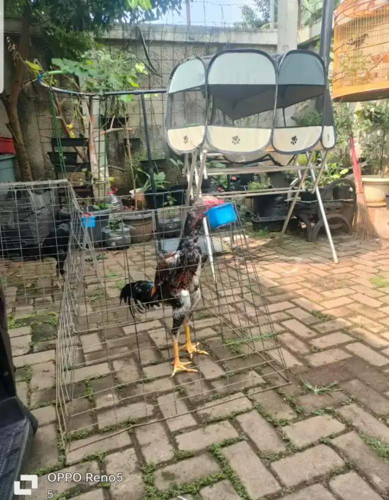 Anak Ayam Shamo Eropa Murni