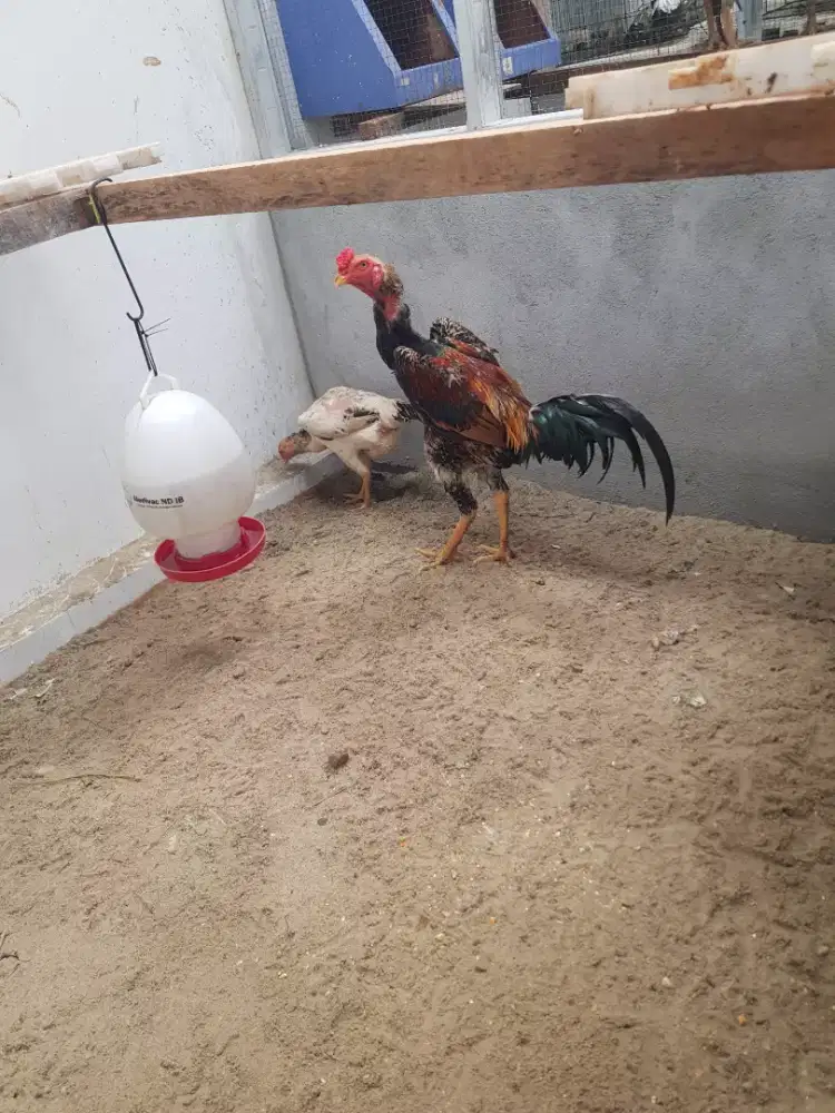 Anak Ayam Shamo Eropa Murni