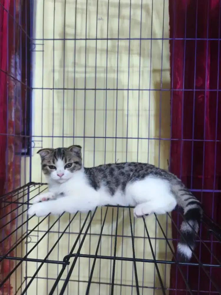 Scottish fold munchkin NS